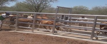 Corredores de tratamento ajudam na sanidade animal Corredores de tratamento ajudam na sanidade animal