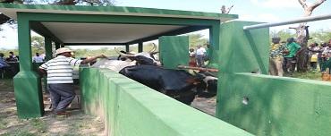 Criadas condições para melhoramento de efectivo do gado bovino Criadas condições para melhoramento de efectivo do gado bovino